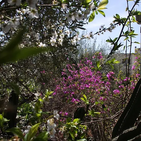 La Piccola מודיקה
